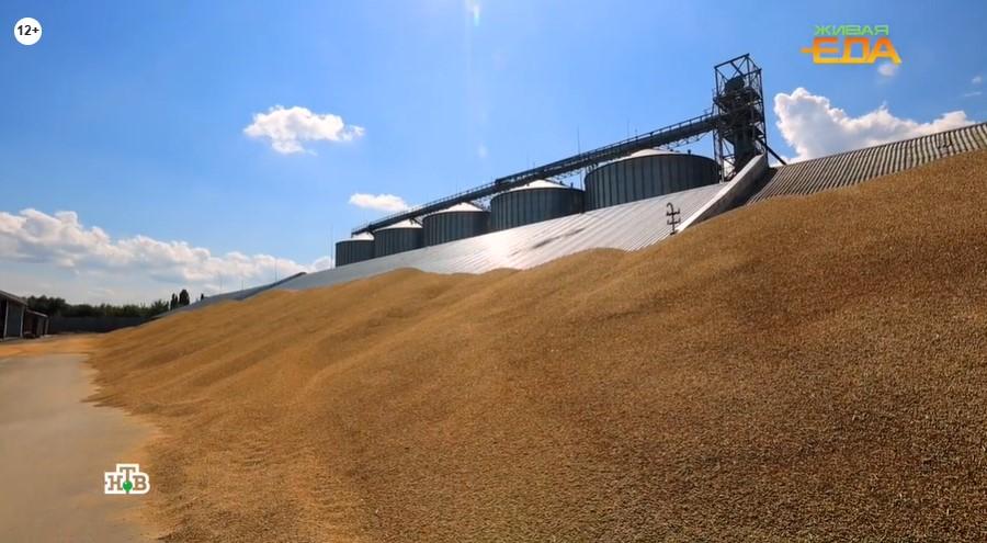 Живая еда_в текст 05_10_2023.jpg